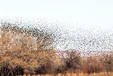 Flock of Blackbirds Bosque NM 2020